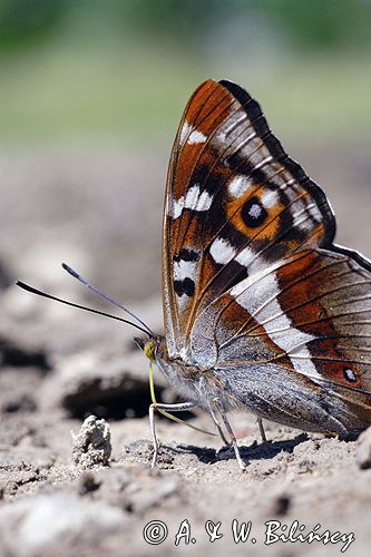 Mieniak tęczowiec Apatura iris