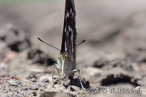 Mieniak tęczowiec Apatura iris