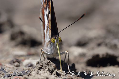 Mieniak tęczowiec Apatura iris