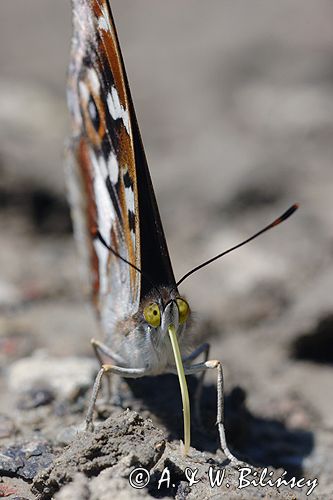 Mieniak tęczowiec Apatura iris