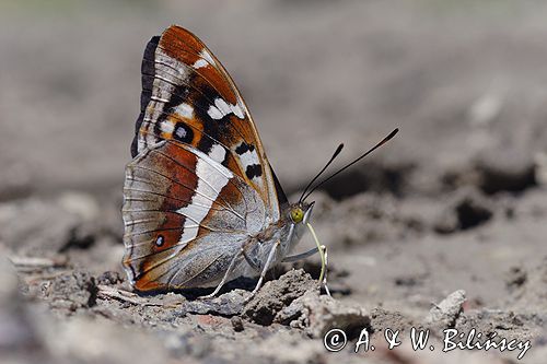 Mieniak tęczowiec Apatura iris