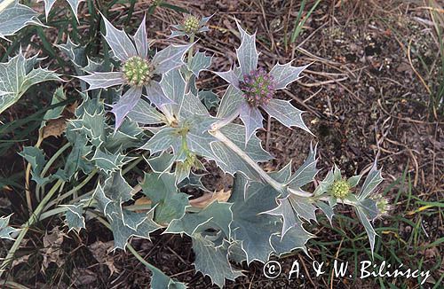 mikołajek nadmorski, Eryngium maritimum