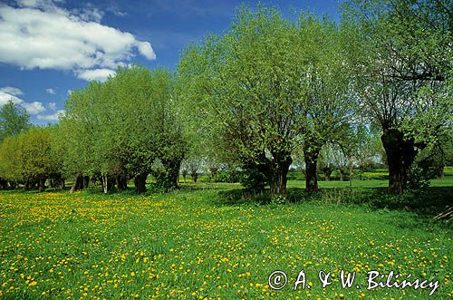 Poland, mlecze i wierzby