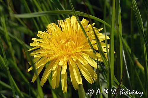 mlecz, mniszek lekarski, pospolity, Taraxacum officinale