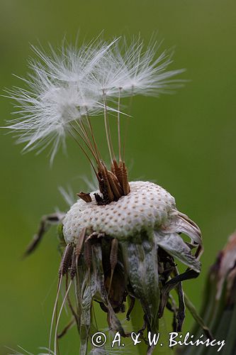 mlecz, mniszek lekarski, pospolity, Taraxacum officinale dmuchawce, nasiona