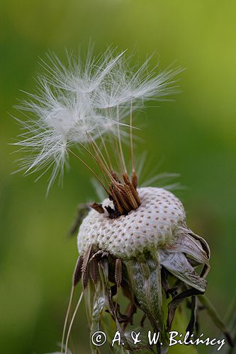 mlecz, mniszek lekarski, pospolity, Taraxacum officinale dmuchawce, nasiona