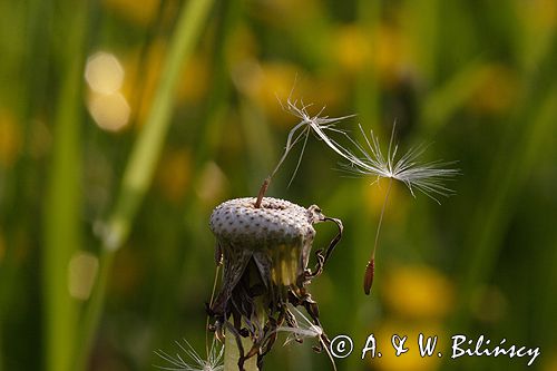 mlecz, mniszek lekarski, pospolity, Taraxacum officinale dmuchawce, nasiona