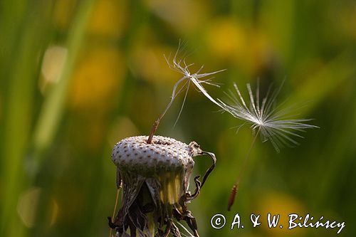 mlecz, mniszek lekarski, pospolity, Taraxacum officinale dmuchawce, nasiona