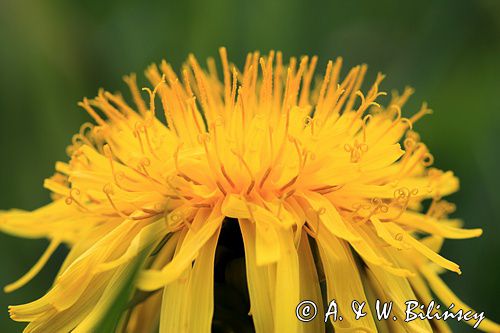 mniszek lekarski, mlecz, Taraxacum officinale