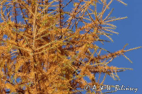 modrzew europejski, gałęzie i szyszki, Larix decidua