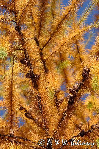 modrzew europejski, gałęzie i szyszki, Larix decidua