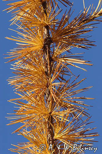 modrzew europejski, gałęzie i szyszki, Larix decidua