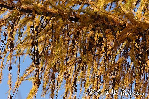 modrzew europejski, gałęzie i szyszki, Larix decidua