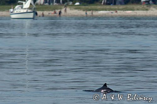 Morświn zwyczajny, harbour porpoise, Phocoena phocoena, Denmark. photo A&W Bilińscy, bank zdjęć, fotografia przyrodnicza