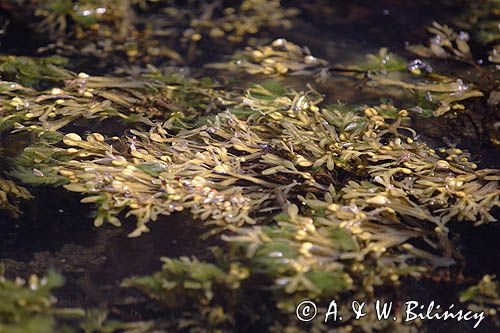 Morszczyn pęcherzykowaty Fucus vesiculosus)