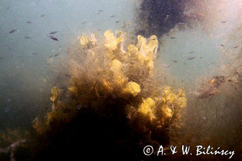 Morszczyn pęcherzykowaty, Fucus vesiculosus, Bałtyk