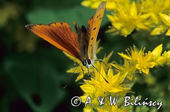 czerwończyk dukacik, lycaena virgaureae, samiec