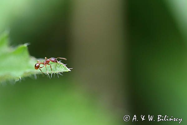 Mrówka, Wścieklica, Myrmica