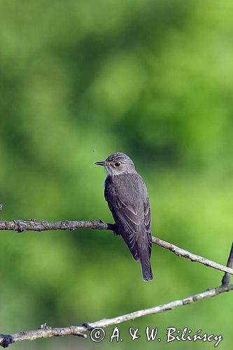 muchołówka szara Muscicapa striata) .