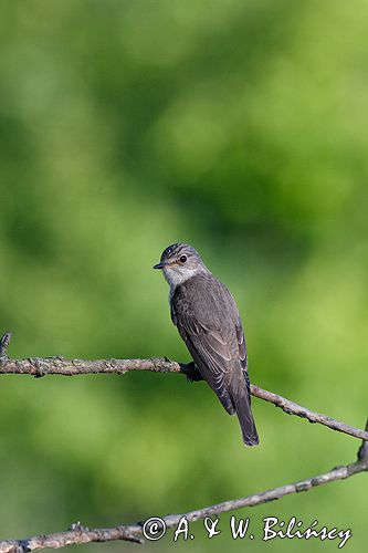 muchołówka szara Muscicapa striata) .