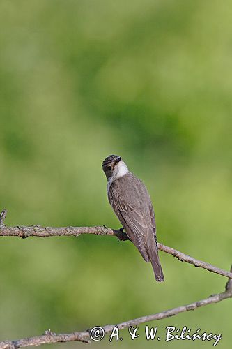 muchołówka szara Muscicapa striata) .