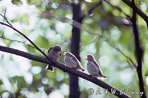 muchołówka szara, Muscicapa striata, karmiąca podloty