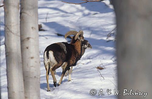 Muflon Ovis aries musimon, Ovis musimon samiec