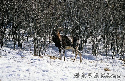 Muflon Ovis aries musimon, Ovis musimon samiec