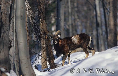 Muflon Ovis aries musimon, Ovis musimon samiec