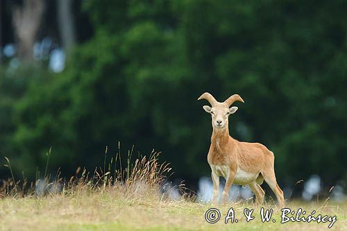 Muflon, Ovis aries musimon, samiec