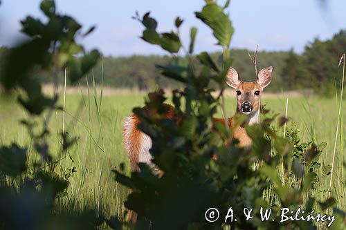 Mulak białoogonowy, jeleń wirginijski, jeleń wirgiński, Odocoileus virginianus, Wyspa Iso Vartholma, Archipelag Turku, Finlandia