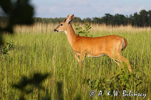 Mulak białoogonowy, jeleń wirginijski, jeleń wirgiński, Odocoileus virginianus, Wyspa Iso Vartholma, Archipelag Turku, Finlandia