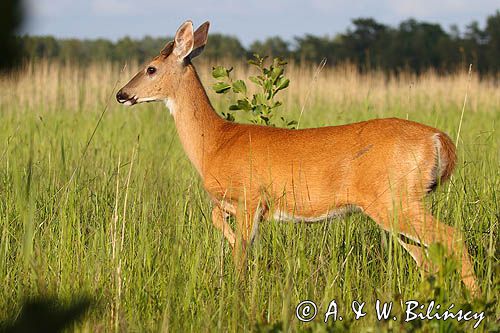 Mulak białoogonowy, jeleń wirginijski, jeleń wirgiński, Odocoileus virginianus, Wyspa Iso Vartholma, Archipelag Turku, Finlandia