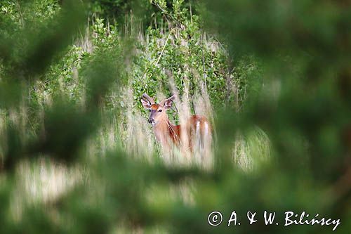 Mulak białoogonowy, jeleń wirginijski, jeleń wirgiński, Odocoileus virginianus, Wyspa Iso Vartholma, Archipelag Turku, Finlandia