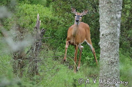 Mulak białoogonowy, jeleń wirginijski, jeleń wirgiński, Odocoileus virginianus, Wyspa Iso Vartholma, Archipelag Turku, Finlandia