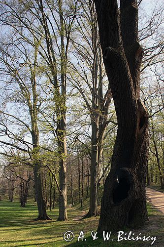Park Mużakowski, Łęknica, lista światowego dziedzictwa UNESCO, park po stronie polskiej, dąb Klementyny