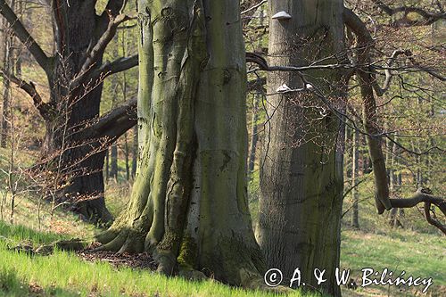 Park Mużakowski, Łęknica, lista światowego dziedzictwa UNESCO, park po stronie polskiej, pomnikowe drzewa buki i dęby