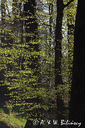 Park Mużakowski, Łęknica, lista światowego dziedzictwa UNESCO w parku po stronie polskiej