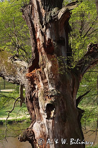 Park Mużakowski, Łęknica, lista światowego dziedzictwa UNESCO, park po stronie polskiej, pomnikowe drzewa, pomnikowy dąb