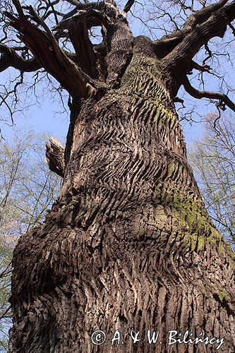 Park Mużakowski, Łęknica, lista światowego dziedzictwa UNESCO, park po stronie polskiej, pomnikowe drzewa, pomnikowy dąb