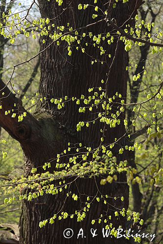 Park Mużakowski, Łęknica, lista światowego dziedzictwa UNESCO, park po stronie polskiej, pomnikowe drzewa, pomnikowy dąb