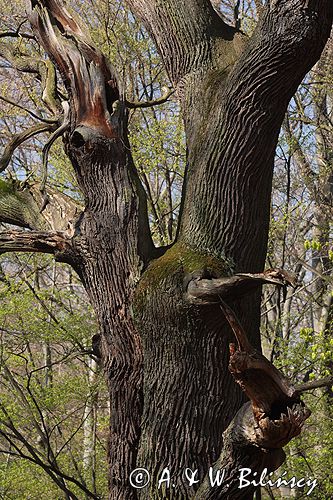 Park Mużakowski, Łęknica, lista światowego dziedzictwa UNESCO, park po stronie polskiej, pomnikowe drzewa, pomnikowy dąb