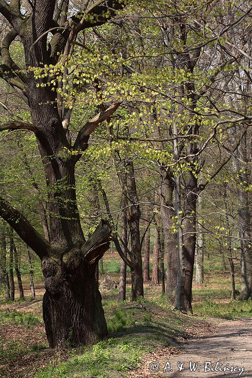 Park Mużakowski, Łęknica, lista światowego dziedzictwa UNESCO w parku po stronie polskiej