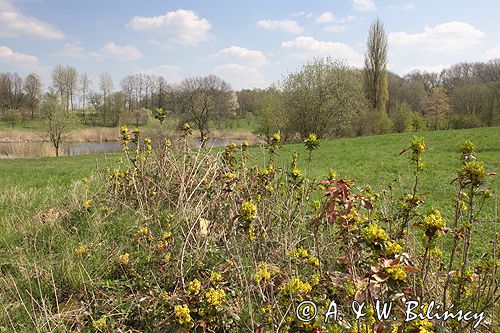 Park Mużakowski, Łęknica, lista światowego dziedzictwa UNESCO park po stronie polskiej koło jeziora Skowronków