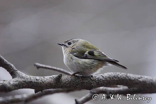 Regulus regulus. Mysikrólik