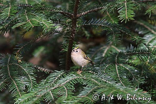 Regulus regulus Mysikrólik