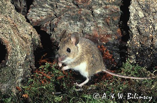 mysz wielkooka leśna Apodemus flavicolis