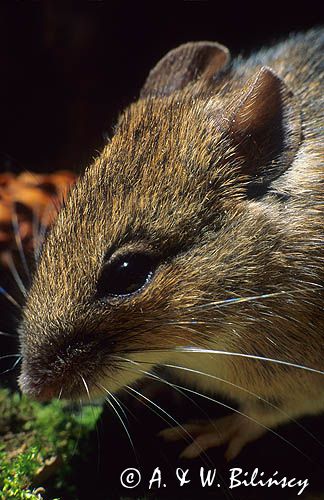 mysz wielkooka leśna Apodemus flavicolis