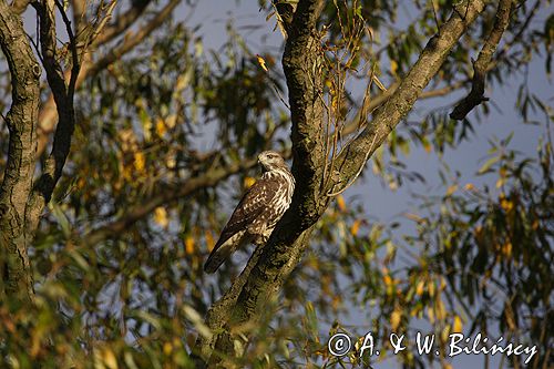 myszołów Buteo buteo