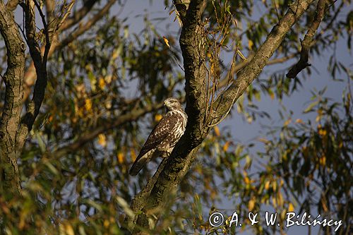 myszołów Buteo buteo